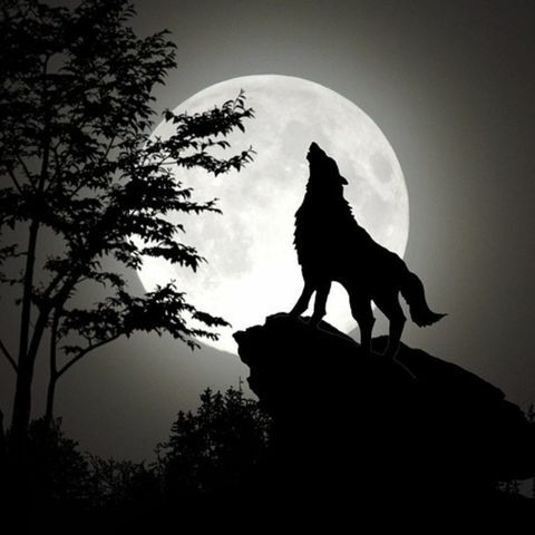 Wolf Moon 2026: What You Need To Know About It