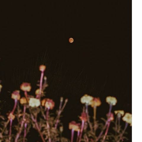 Flower Moon 2026: Date, Alternative Names And Interesting Facts